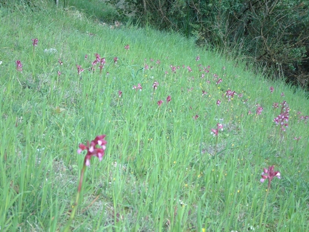 Anacamptis papilionacea / Orchidea farfalla